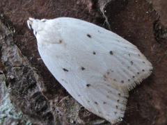 Scythropiodes approximans