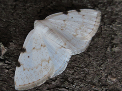 Lomographa bimaculata