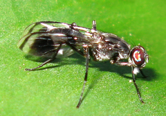 Euphranta macularis