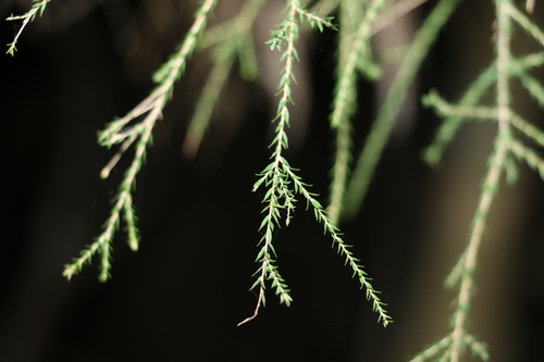 Image of Melaleuca irbyana by (c) Greg Tasney, some rights reserved (CC BY-SA)