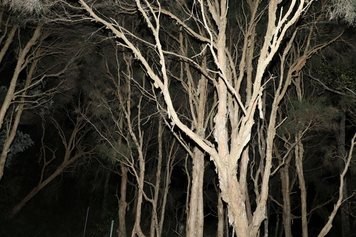 Image of Melaleuca irbyana by (c) Greg Tasney, some rights reserved (CC BY-SA)