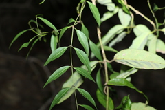 Secamone elliptica