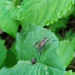 Rhagio notatus