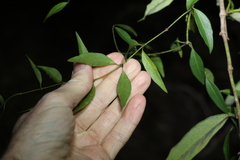 Secamone elliptica