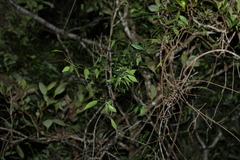 Secamone elliptica