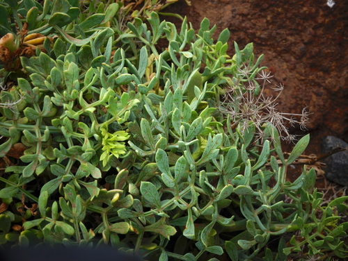 Crithmum maritimum image