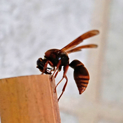 Anterhynchium flavomarginatum formosicola