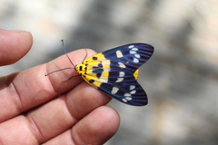 Psaphis euschemoides