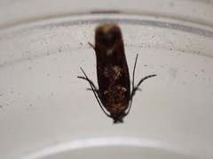 Caryocolum marmorea