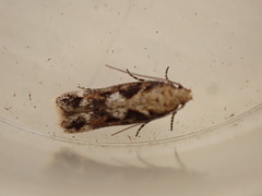 Caryocolum marmorea
