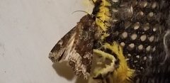 Lepidoptera