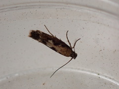 Caryocolum marmorea