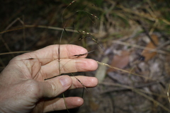 Chrysopogon sylvaticus