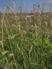 Oenanthe peucedanifolia