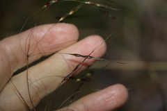 Chrysopogon sylvaticus