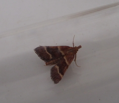 Stemmatophora combustalis