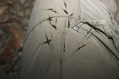 Chrysopogon sylvaticus