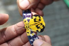 Psaphis euschemoides