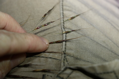 Chrysopogon sylvaticus