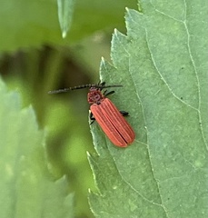 Lopheros rubens