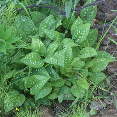 Pulmonaria saccharata