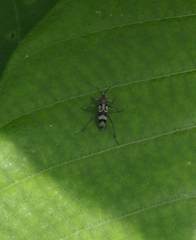 Chlorophorus signaticollis