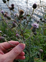 Cirsium arvense