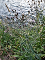 Cirsium arvense
