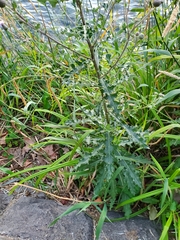 Cirsium arvense