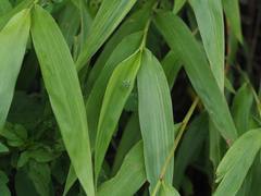 Chrysosoma globiferum