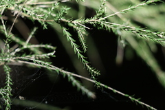 Melaleuca irbyana