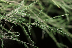 Melaleuca irbyana