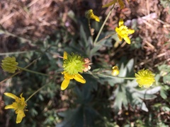 Blepharipappus scaber