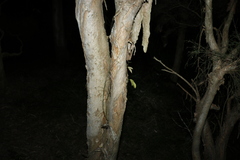 Melaleuca irbyana