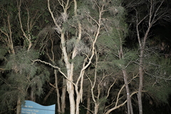 Melaleuca irbyana