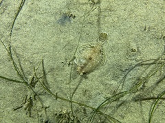 Pleuronichthys ritteri