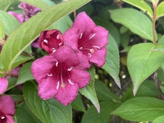 Weigela florida