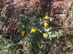 Blepharipappus scaber