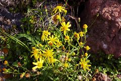 Senecio leucanthemifolius