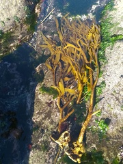 Lessonia trabeculata