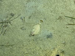 Pleuronichthys verticalis