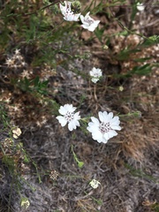 Blepharipappus scaber
