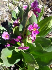 Primula parryi