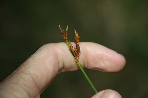 Image of Fimbristylis ferruginea by (c) Greg Tasney, some rights reserved (CC BY-SA)