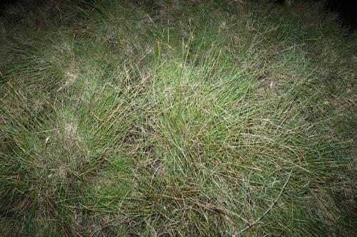 Image of Fimbristylis ferruginea by (c) Greg Tasney, some rights reserved (CC BY-SA)