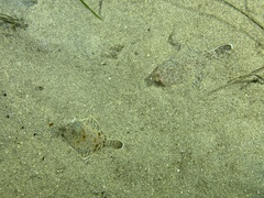 Pleuronichthys ritteri