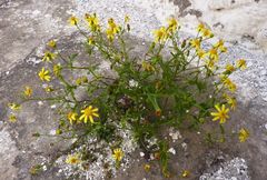 Senecio leucanthemifolius