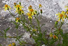 Senecio leucanthemifolius