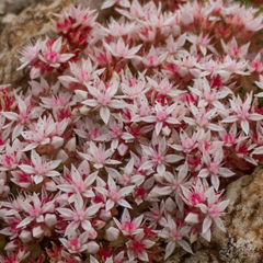 Sedum anglicum