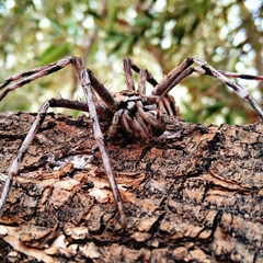 Eusparassus